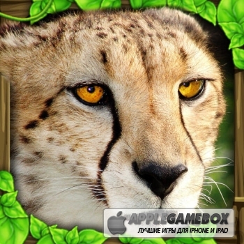 Cheetah Simulator