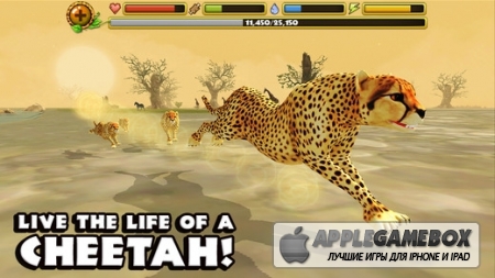 Cheetah Simulator v1.1
